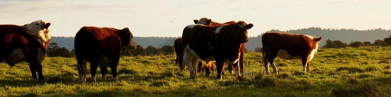 AMPC Blog - Australian Meat Processor Corporation