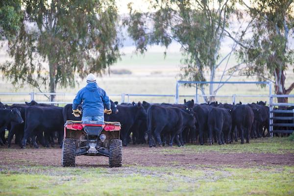 The WHS Website for Meat Processing Supervisors